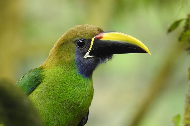 Birdwatching Tour in La Fortuna - Photo 1 of 24